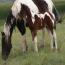 2011 Tru Lady Rebel Colt
