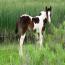 2011 Dream Bunny Verse Filly