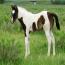 2011 Sheza Classic Zip Filly