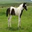 2011 Sheza Classic Zip Filly