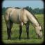 FOOTHILLS BEAU DUNIT