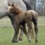 Foal I.D. # 75
