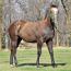 Foal I.D. # 75