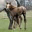 Foal I.D. # 75