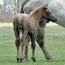 Foal I.D. # 75