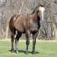 Foal I.D. # 75
