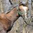 Foal I.D. # 75