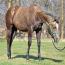 Foal I.D. # 75