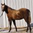 Foal I.D. # 75