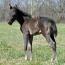 Foal I.D. # 20