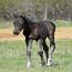 Foal I.D. # 20