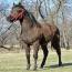 Foal I.D. # 20