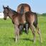 Foal I.D. # 20