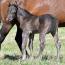 Foal I.D. # 20