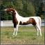 CH Kenai