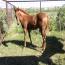 2009 Cracker Jac Whiz/ Lucky Little Lena Prospect