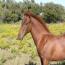 2009 Cracker Jac Whiz/ Lucky Little Lena Prospect