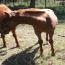 2009 Cracker Jac Whiz/ Lucky Little Lena Prospect