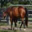 Little Peppy Zana
