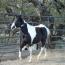 Rolex Dixie Style