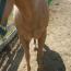 Sunnys Lady In Gold