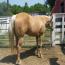 Sunnys Lady In Gold