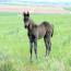 09 Black Colt