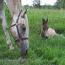 Jac E Dee Peppy