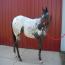 2010 Filly  by Jo Re's Heartthrob