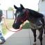 2010 Filly  by Jo Re's Heartthrob