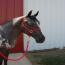 2010 Filly  by Jo Re's Heartthrob