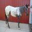 2010 Filly  by Jo Re's Heartthrob