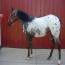 2010 Filly  by Jo Re's Heartthrob