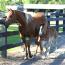 STARLIGHT ABITA LENA