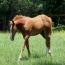 STARLIGHT ABITA LENA