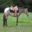 DZS DANDY MISS