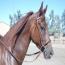 WINTERGREEN MAGNOLIA