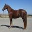 Wintergreen Reina