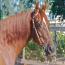 Wintergreen Reina