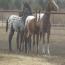 2010 Sweet Chablis Filly