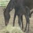2011 Honkytonk Lyric Filly