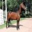 LV SHEZA PRINCESS