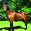 Trophy's Twilight Millie