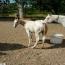 ITS CASHS LADY OH 201 colt