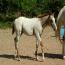 ITS CASHS LADY OH 201 colt