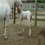 ITS CASHS LADY OH 201 colt