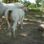 ITS CASHS LADY OH 201 colt