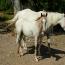 ITS CASHS LADY OH 201 colt