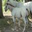 ITS CASHS LADY OH 201 colt