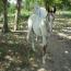 ITS CASHS LADY OH 201 colt
